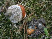 Amanitas Cesareas en huevo. La reina de los bosques